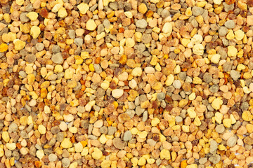 Close up of colorful yellow orange and red bee pollen