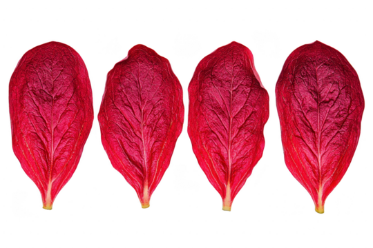 A Four vibrant red leaves are arranged in row against transparency background, showcasing their intricate veining and texture. vivid color and natural pattern create striking visual effect