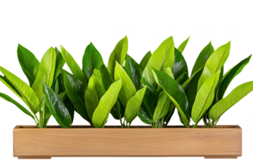 A row of vibrant green plants is neatly arranged in long, rectangular wooden planter, creating fresh and natural display. lush leaves add touch of nature to any space