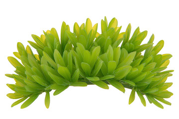 Obraz premium A lush, vibrant green bush with dense foliage, showcasing natural and fresh appearance. leaves are pointed and closely packed, creating full and healthy look