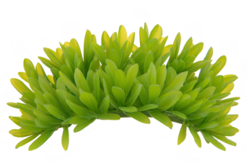 A lush, vibrant green bush with dense foliage, showcasing natural and fresh appearance. leaves are pointed and closely packed, creating full and healthy look