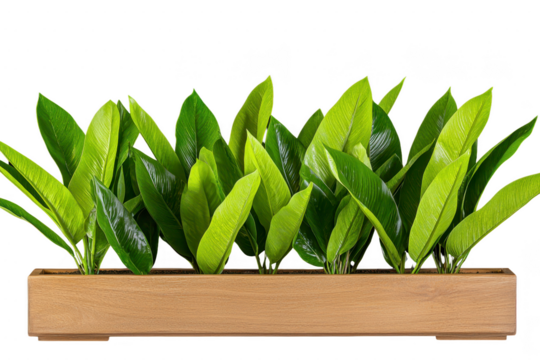 A row of vibrant green plants is neatly arranged in long, rectangular wooden planter, creating fresh and natural display. lush leaves add touch of nature to any space