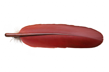 A single red feather with smooth texture and white tuft at base, isolated on transparency background, evokes sense of elegance and simplicity