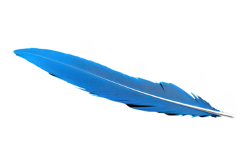 A single vibrant blue feather with smooth texture and delicate structure, isolated on transparency background, symbolizing lightness and freedom
