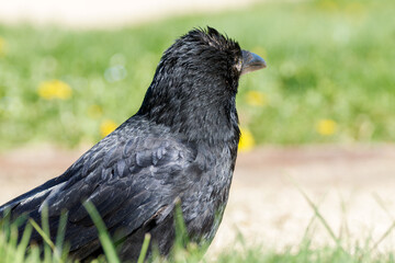 Obraz premium Corneille noire (Corvus corone) 