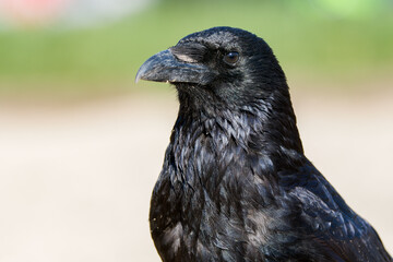 Corneille noire (Corvus corone) 