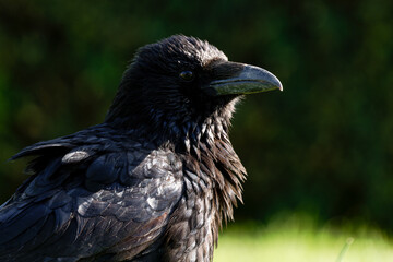 Obraz premium Corneille noire (Corvus corone) 