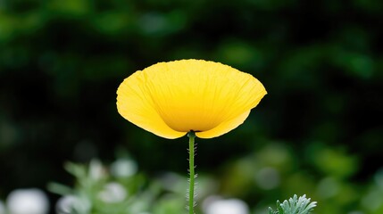 Obraz premium A vibrant yellow poppy dominates the image, its petals delicate yet full. The blurred background shows muted greens, suggesting a garden setting. The photos high quality reveals fine petal details.