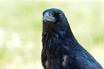 Corneille noire (Corvus corone) 