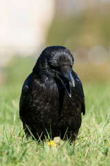 Corneille noire (Corvus corone) 