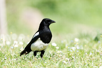 Pie bavarde (Pica pica) dans l’herbe parmi les pâquerettes