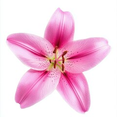 Fototapeta premium A stunning pink lily blooms gracefully against a crisp white backdrop, showcasing its delicate beauty and elegance.