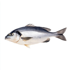 Obraz premium Fresh, vibrant fish stands out on a crisp white background, showcasing its natural colors and textures beautifully.