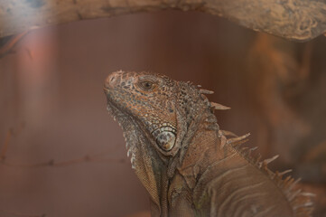 Iguana verde