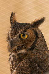 Bubo virginianus