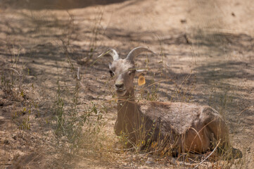 Ovis canadensis nelsoni