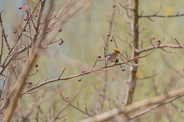 Auriparus flaviceps