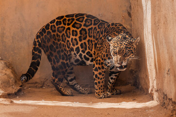 Jaguar © IsmaelElias