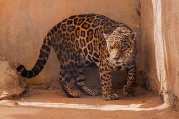 Jaguar © IsmaelElias
