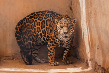 Jaguar © IsmaelElias