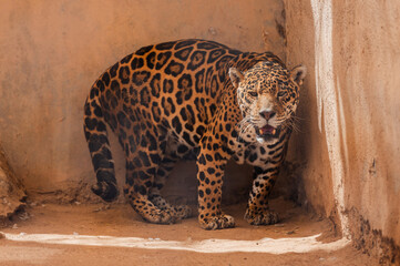 Jaguar © IsmaelElias