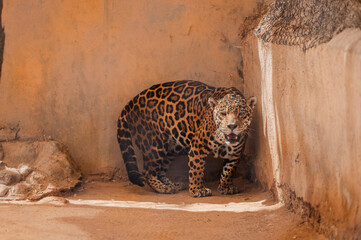 Jaguar © IsmaelElias