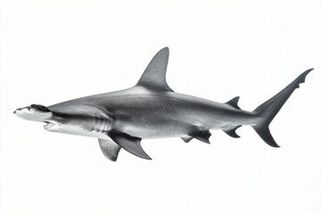 Naklejka premium graceful hammerhead shark displaying distinctive silhouette in side view