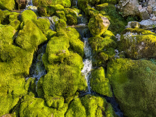 detailed view of a forest stream between lush mossy covered rocks with vibrant textures and layered greenery. freshness and beauty