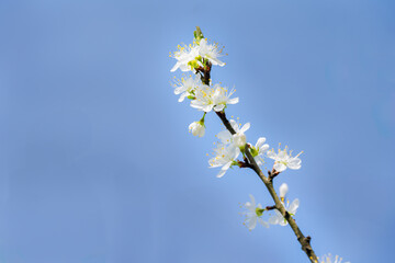 Blossoms of Prunus domestica subsp. insititia or damson tree in spring , close up