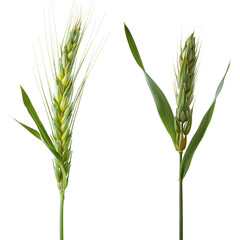Ear of Wheat Spikelet on Transparent Background