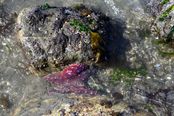 Purple sea star on large wet rock and sand, marine life at low tide at Golden Gardens park,...