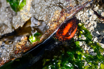 Orange and red stripped Orange Sea Cucumber under a rock, marine life at low tide in Puget Sound at...