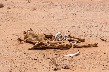 Camel carcass in Wadi Rum desert, Jordan