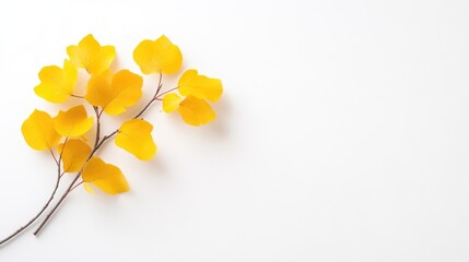 Bright yellow leaves delicately arranged on a white background, minimalist composition, showcasing autumnal beauty and simplicity, and flat lay design.