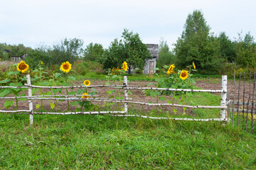 Fence made of birch poles, vegetable garden with blooming sunflowers, small wooden country house
