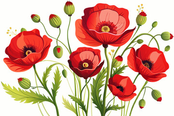 vector of Poppy flowers with white background