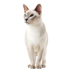colorpoint shorthair cat isolated on transparent background showcasing its striking blue eyes and sleek coat