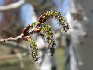 Aspen tree flowers in spring, Colorado