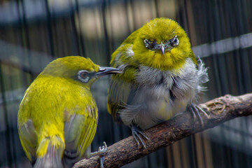 pleci birds (Zosterops) in a cage