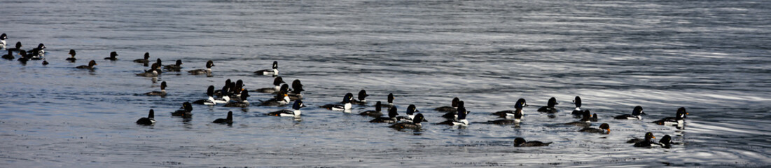 Flock of Goldeneye ducks floating together on Puget Sound, marine life at low tide at Golden Gardens park, Seattle, Washington
