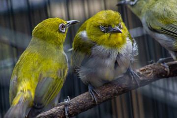 pleci birds (Zosterops) in a cage