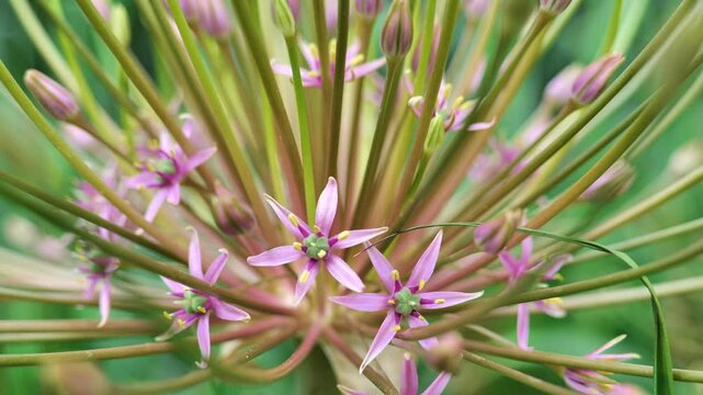 Allium schubertii family Alliaceae.purple fluffy Onion close-up in summer garden. 4k footage