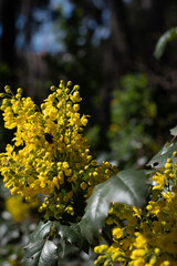 Bee approaching yellow Berberis aquifolium flower