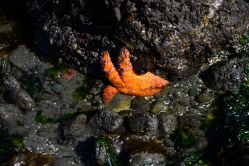 Orange sea star on large wet rock, marine life in Puget Sound at low tide at Golden Gardens park,...