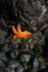 Orange sea star on large wet rock, marine life in Puget Sound at low tide at Golden Gardens park,...