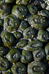 Large grouping on dark green Aggregating Anemone on rock, marine life at low tide in Puget Sound at...