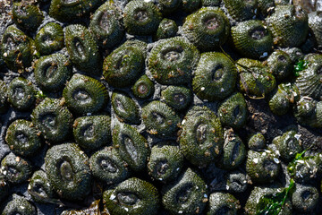 Large grouping on dark green Aggregating Anemone on rock, marine life at low tide in Puget Sound at...