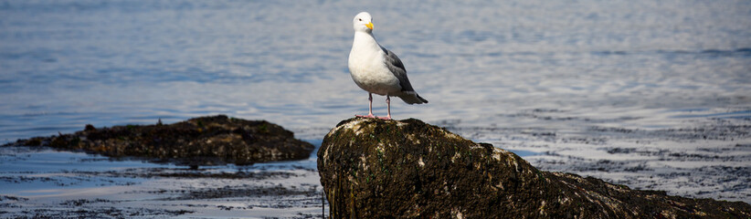 Gull standing on wet large kelp covered rock at low tide on Puget Sound, focused on finding food, Golden Gardens park, Seattle, Washington
