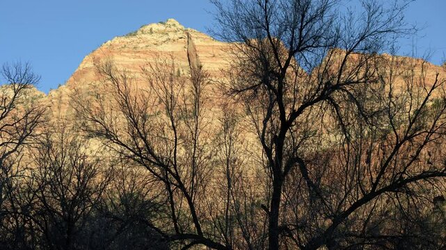 Dramatic contrast of barren cottonwood trees and orange cliffs at Zion National Park during twilight hours in Utah.