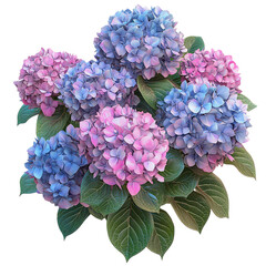 3D Hydrangea Bush with Pink and Blue Blooms Isolated on Transparent Background